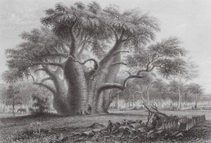 Australia: El árbol Boadab (grabado) de Thomas (after) Baines