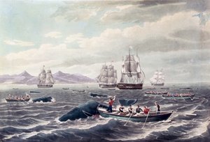 Un banco de cachalotes, grabado por J. Hill, publicado en 1838 (aguatinta en color) de Thomas (after) Birch