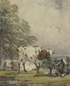 Estudio de ganado, siglo XIX de Thomas Baker