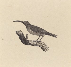 Un Pájaro de Thomas Bewick
