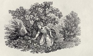 Una niña recogiendo flores de 