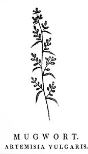 Grabado xilográfico que representa una ramita de artemisa, una especie de planta aromática del género Artemisia. Xilografía de Thomas Bewick (1753-1828), grabador y autor inglés de historia natural. de Thomas Bewick