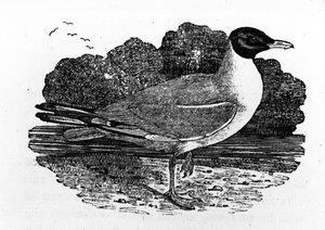 Gaviota de cabeza negra, ilustración de 