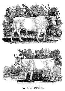 Ganado salvaje o de parque británico, 1790