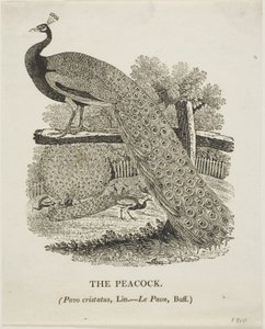 Pavo real de Thomas Bewick