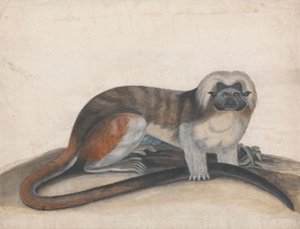 Estudio para "El Pinche o Mono de Cola Roja" (antiguamente el Tití de Cottenhead) de Thomas Bewick