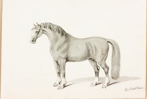 El Caballo Negro de Thomas Bewick