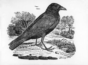 El cuervo carroñero, ilustración de 