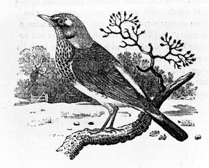 Zorzal real, ilustración de 