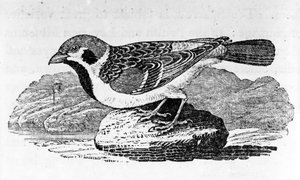 El gorrión montañés, ilustración de 