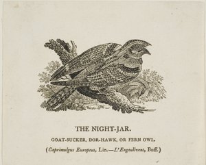 El tarro de noche de Thomas Bewick