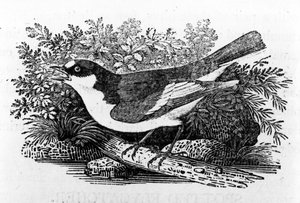 El Papamoscas Cerrojillo, ilustración de 