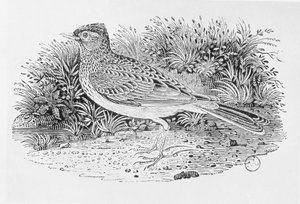 La alondra (Alauda arvensis) de 