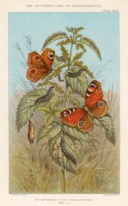 Metamorfosis de la mariposa pavo real de Thomas Brown
