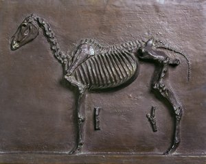 Esqueleto de caballo de Thomas Cowperthwait Eakins