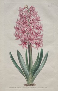 La revista botánica o el jardín de flores exhibido: Jacinto de jardín de Thomas Curtis