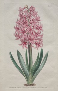 La Revista Botánica o Jardín de Flores Expuesto: Jacinto de Jardín