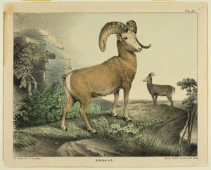 Argali