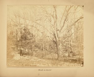 Bosques en invierno de Thomas E. Jevons