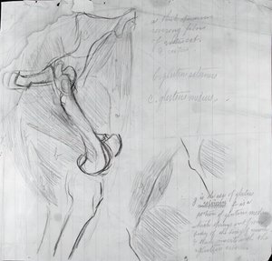 Dibujo anatómico de Thomas Eakins