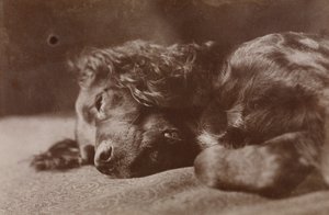 Boyce, retrato de un perro setter de Thomas Eakins