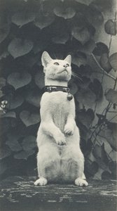 Gato en el patio de Eakins, c. 1880-1890
