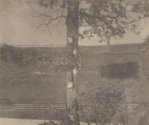 [Niños Crowell en Avondale, Pennsylvania] de Thomas Eakins