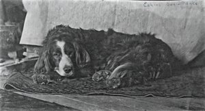 El perro de Eakins Harry, c. 1880-1890