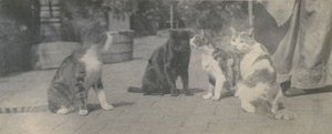 Cuatro gatos, ca. 1895