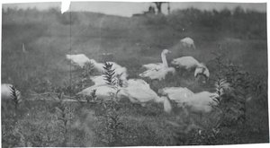 Gansos en el Sitio de Reparación de la Red, Gloucester, N.J., 1881