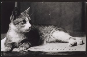 El gato de la Sra. Thomas Eakins, c. 1880-1890 de Thomas Eakins