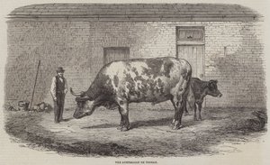 El buey australiano Tooran de Thomas Harrington Wilson