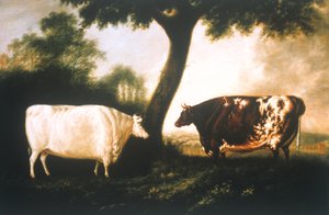 Dos Ganados Shorthorn