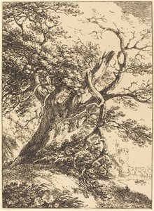 Árbol Viejo de Thomas Hearne
