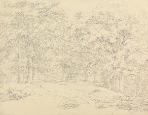 Árboles en Ashtead Park, Surrey