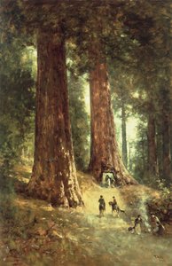 En los Redwoods, 1899