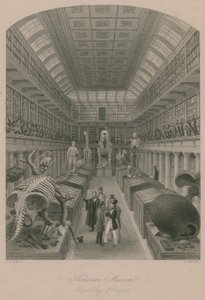 Museo Hunterian, Real Colegio de Cirujanos, Londres de Thomas Hosmer Shepherd