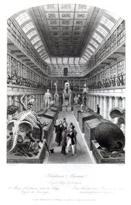 Museo Hunterian, ilustración de 