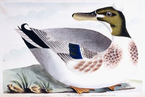 El pato, 1791-96 de Thomas Lord