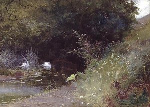 Cisnes en un lago