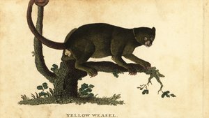 Kinkajou, Potos flavus. , 1800 (grabado) de Thomas Pennant