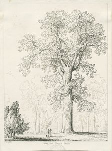 Blithfield - Roble del Rey: dibujo a pluma y tinta