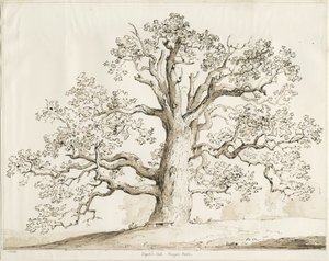 Blithfield - Squitch Oak de Thomas Peploe Wood