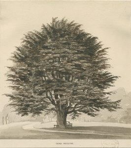 Ingestre - Árbol de cedro de Thomas Peploe Wood