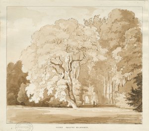 Ingestre - un estudio de árboles
