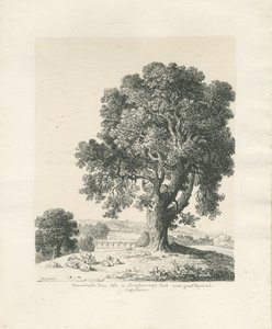 Shugborough Park - Árbol de fresno: dibujo a pluma y tinta de Thomas Peploe Wood