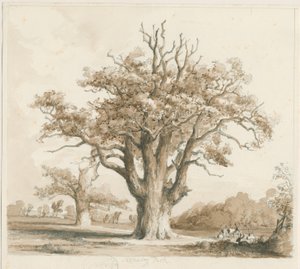 Teddesley Hall - Robles: dibujo a lápiz y lavado, nd [noviembre 1842] de Thomas Peploe Wood