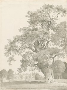 Tixall - Árbol de Roble de Thomas Peploe Wood