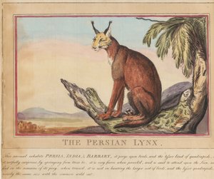Conjunto de ocho láminas con portada. «Animales extranjeros y autóctonos». 7. El lince persa