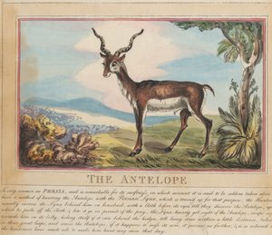 Conjunto de ocho láminas con portada. «Animales extranjeros y autóctonos». 8. El antílope de Thomas Rowlandson